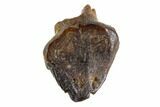 Fossil Pachycephalosaur Tooth - Montana #108172-1